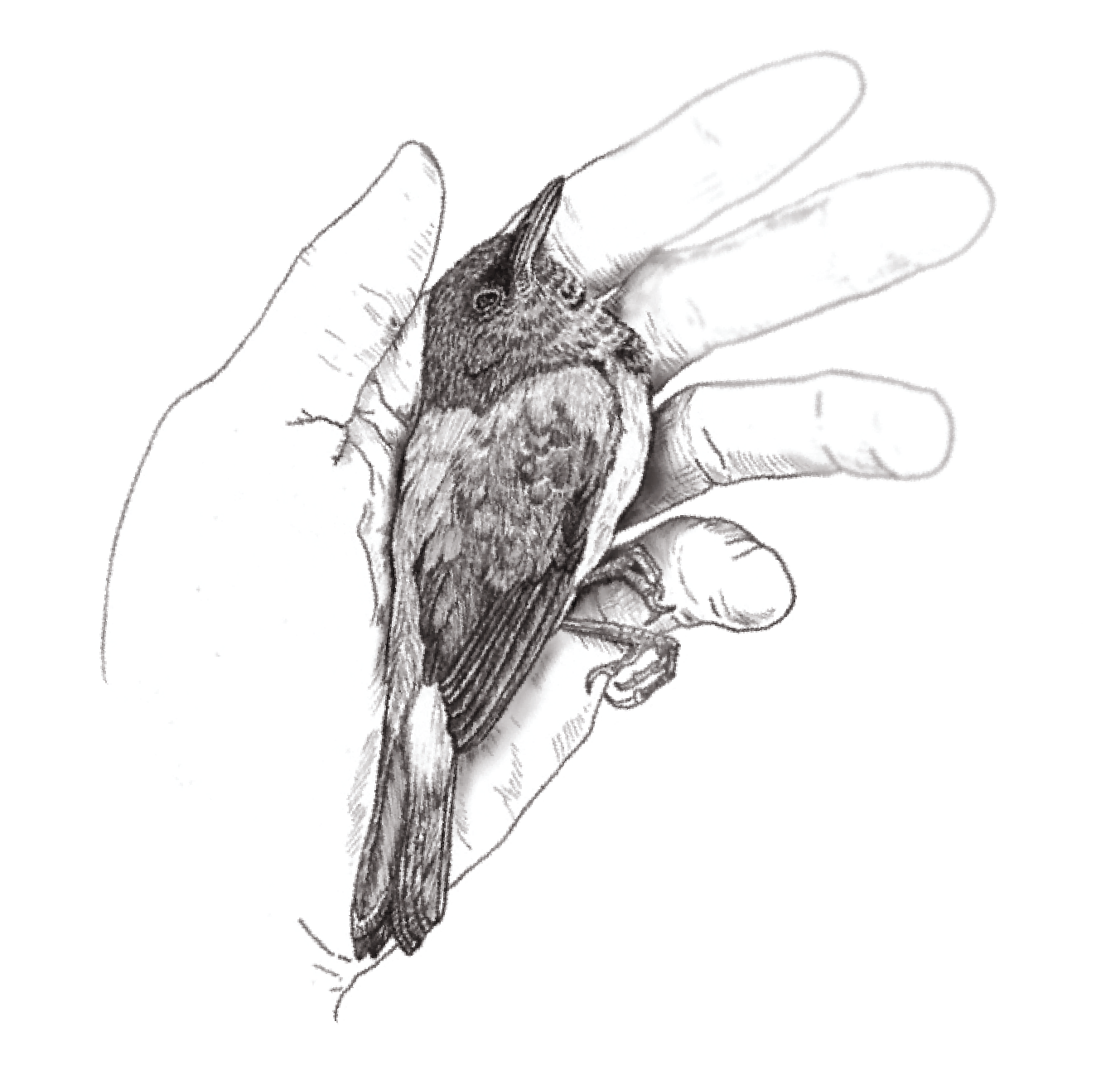Illustration of a bird held in an open hand